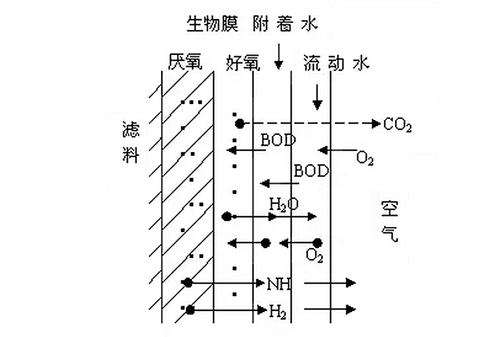 知识：生物膜法处理污水机理及应用