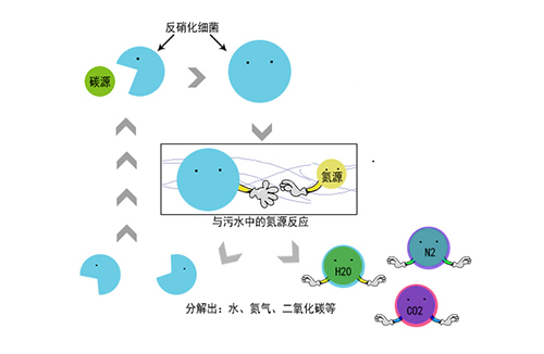 长江的鱼儿 还好么？水体富营养化治理势在必行