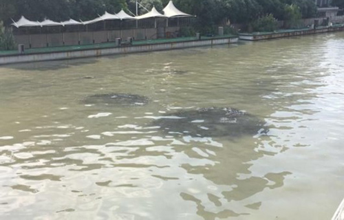 上海日晖港桥下浦江水竟现多处黑色污水团