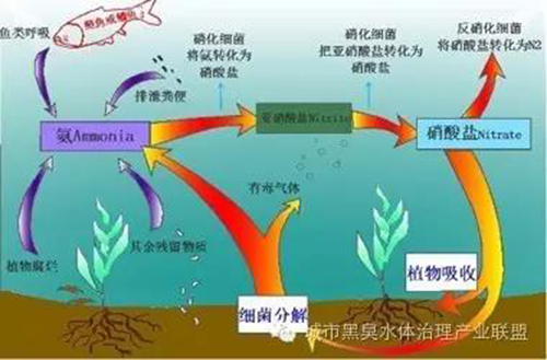 ESB水体修复：生态演替式水体修复技术