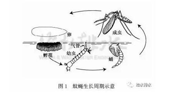 海绵城市建了辣么多绿地 招蚊子咋办？