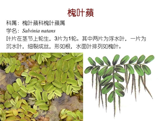 80种常见水生植物识别合集 环境修复工程师必须牢牢记住