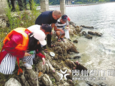 南美福寿螺入侵贵阳一饮用水源 专家：随意放生或致生态灾难