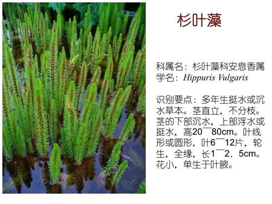 80种常见水生植物识别合集 环境修复工程师必须牢牢记住