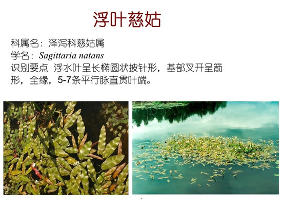 80种常见水生植物识别合集 环境修复工程师必须牢牢记住