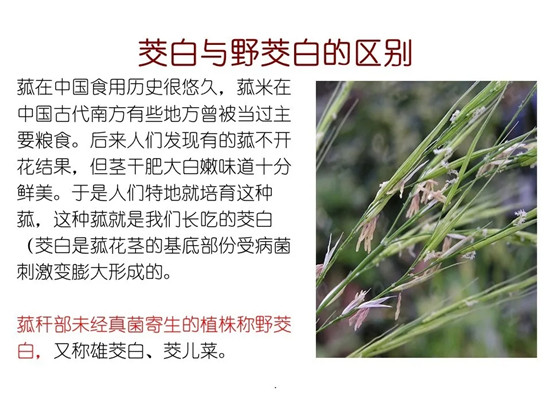 80种常见水生植物识别合集 环境修复工程师必须牢牢记住