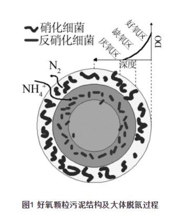 污水生物处理中的好氧颗粒污泥技术