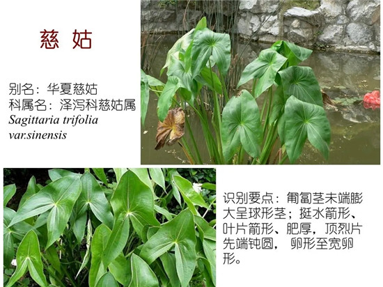 80种常见水生植物识别合集 环境修复工程师必须牢牢记住