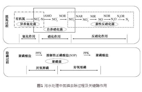 纳米金属及其氧化物对污水生物处理系统中微生物的影响