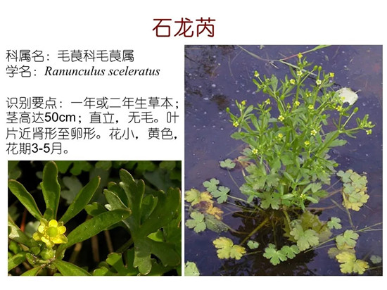 80种常见水生植物识别合集 环境修复工程师必须牢牢记住