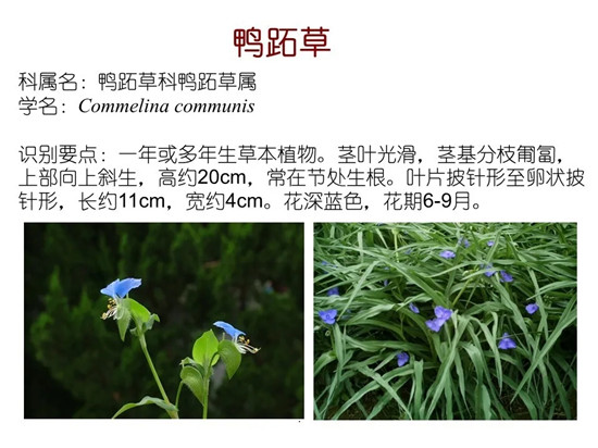 80种常见水生植物识别合集 环境修复工程师必须牢牢记住