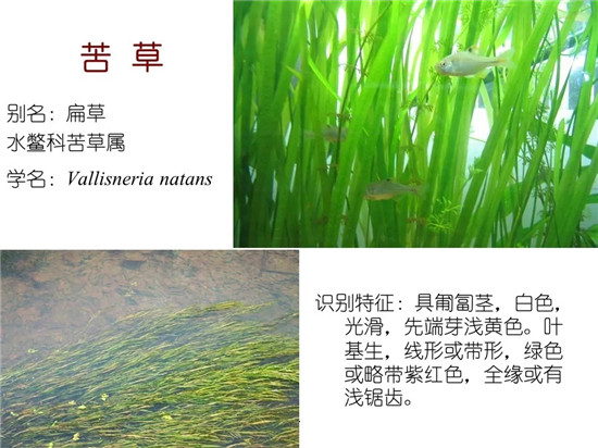 80种常见水生植物识别合集 环境修复工程师必须牢牢记住