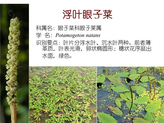 80种常见水生植物识别合集 环境修复工程师必须牢牢记住