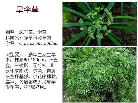 80种常见水生植物识别合集 环境修复工程师必须牢牢记住