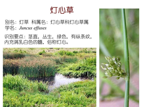 80种常见水生植物识别合集 环境修复工程师必须牢牢记住