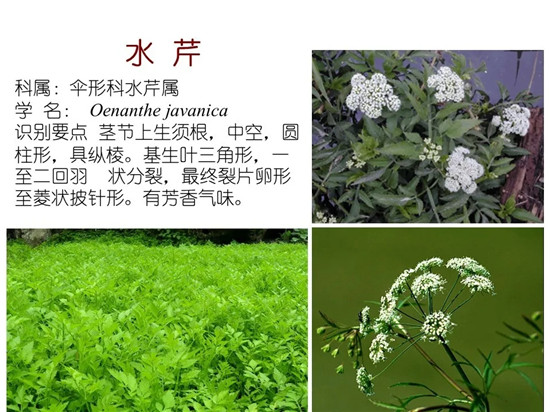 80种常见水生植物识别合集 环境修复工程师必须牢牢记住