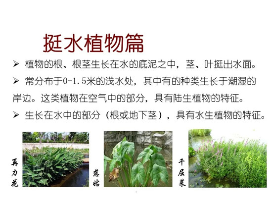 80种常见水生植物识别合集 环境修复工程师必须牢牢记住