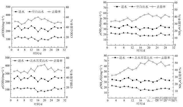 研究：生活污水植物净化系统