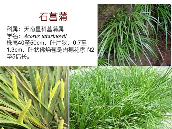 80种常见水生植物识别合集 环境修复工程师必须牢牢记住