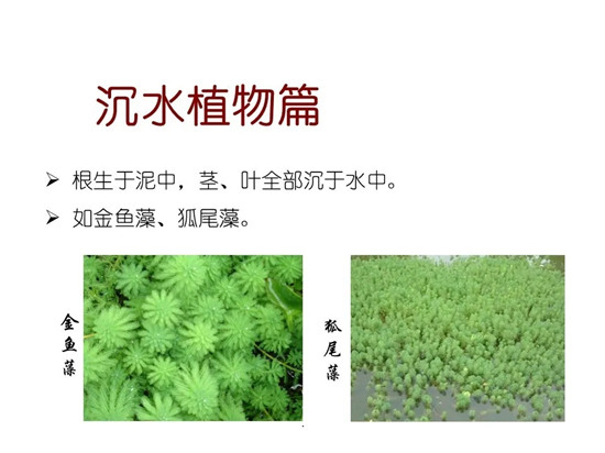 80种常见水生植物识别合集 环境修复工程师必须牢牢记住