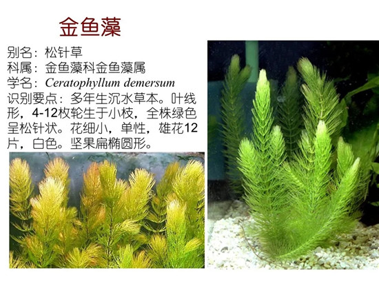 80种常见水生植物识别合集 环境修复工程师必须牢牢记住