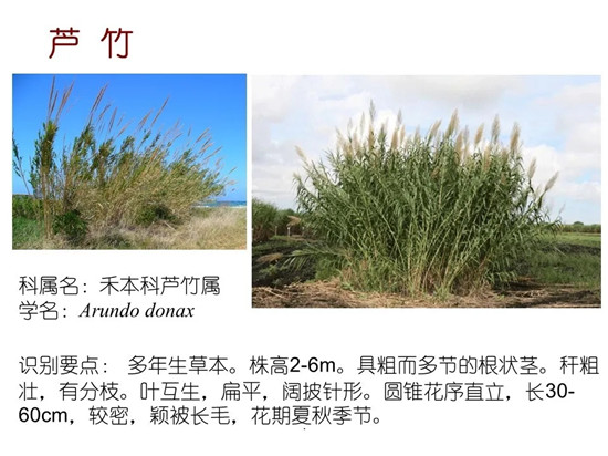 80种常见水生植物识别合集 环境修复工程师必须牢牢记住