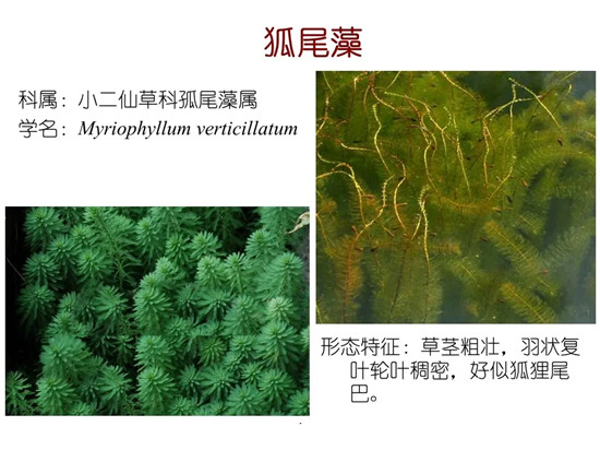 80种常见水生植物识别合集 环境修复工程师必须牢牢记住