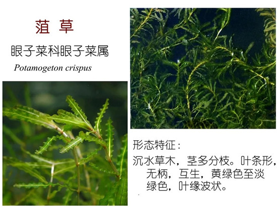 80种常见水生植物识别合集 环境修复工程师必须牢牢记住