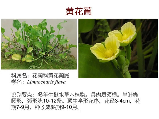 80种常见水生植物识别合集 环境修复工程师必须牢牢记住