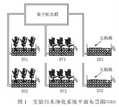 研究：生活污水植物净化系统