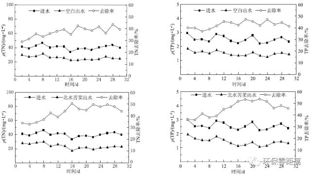 研究：生活污水植物净化系统