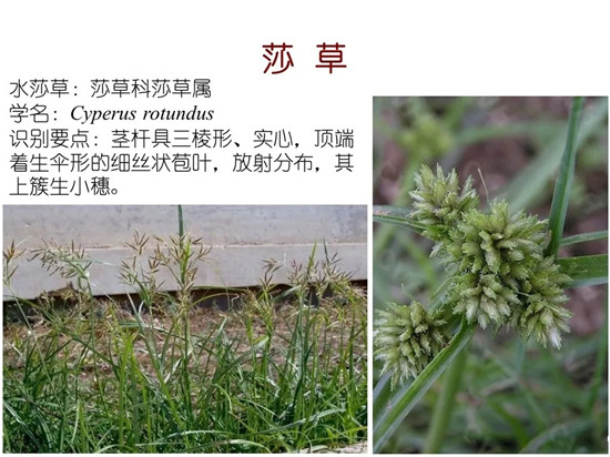 80种常见水生植物识别合集 环境修复工程师必须牢牢记住