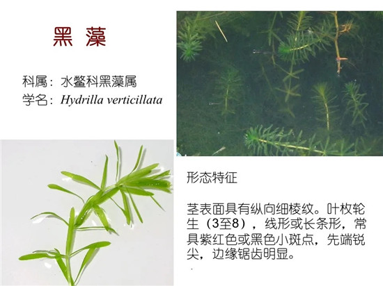 80种常见水生植物识别合集 环境修复工程师必须牢牢记住