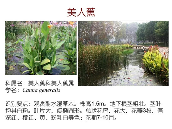 80种常见水生植物识别合集 环境修复工程师必须牢牢记住