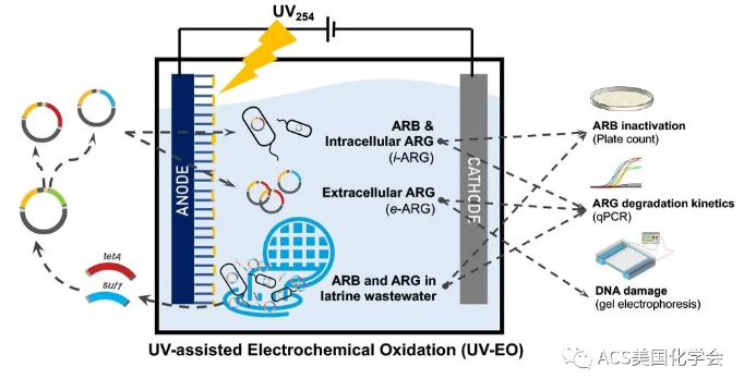 紫外光辅助电化学氧化去除污水中的抗性细菌与基因