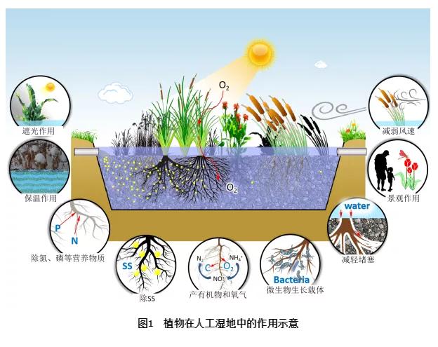 细数植物在人工湿地污水处理中的作用