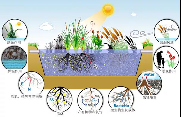 专家：细数植物在人工湿地污水处理中的作用