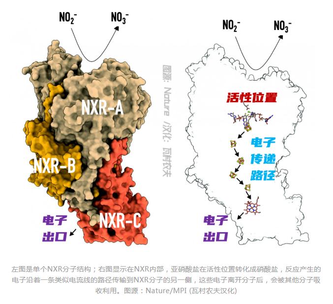 荷德团队破解红菌核心酶结构 主流厌氧氨氧化指日可待？