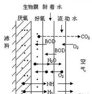 精华！生物膜相关知识手册