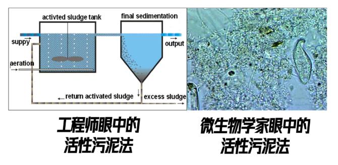 香港污水厂9年跟踪发现：万变的菌 不变的出水