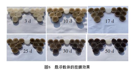 纯膜MBBR工艺处理微污染水的工程启动研究