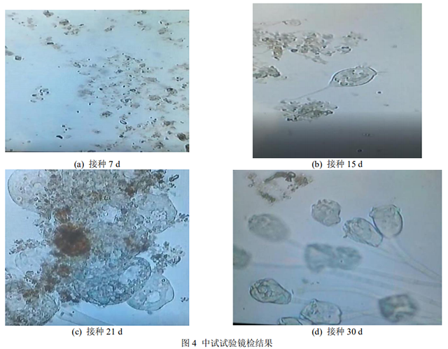 改良ICEAS+MBBR工艺如何挖掘处理能力 