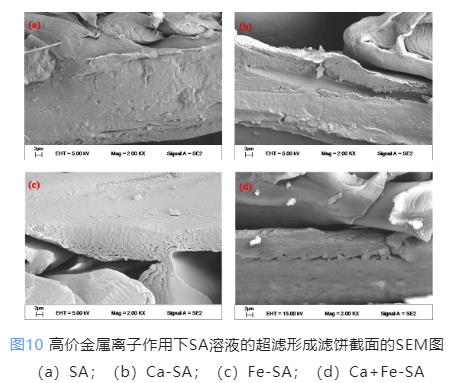 超滤回收藻酸盐：高价金属离子缓解膜污染与回收物特性