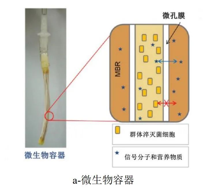 基于群体感应的水处理膜生物污染控制研究进展