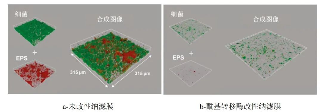 基于群体感应的水处理膜生物污染控制研究进展