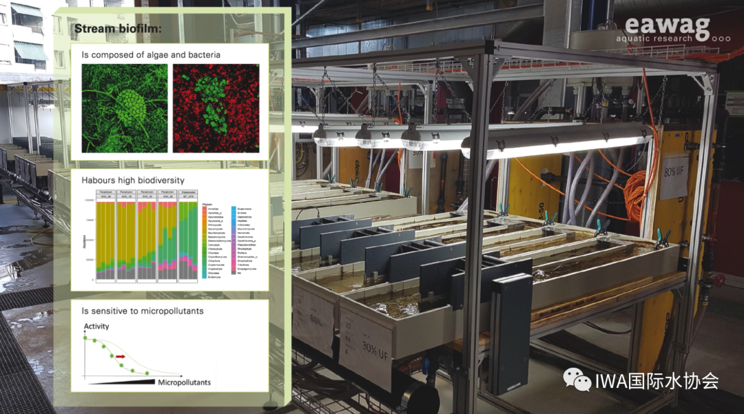 瑞士十年研究：污水处理与排放河流中生物膜微污染物耐受性的关系