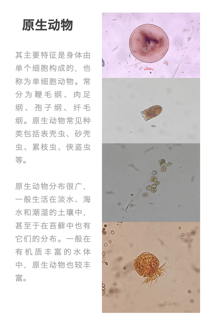 水生态监测为何要采样大型底栖无脊椎动物和浮游动物？