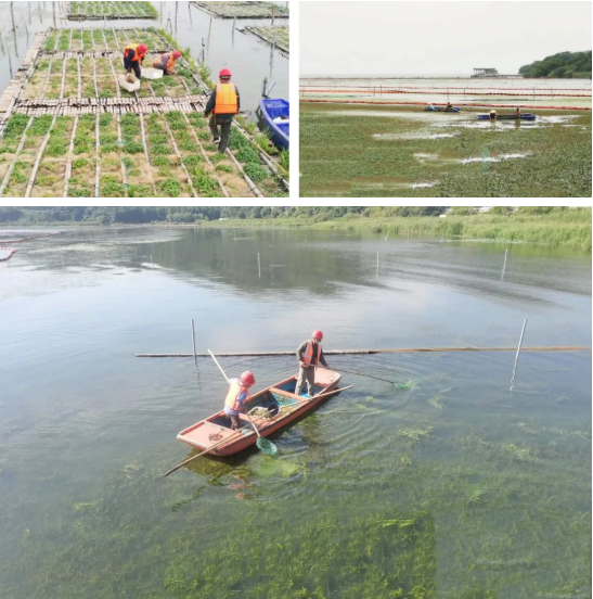 中节能铁汉倾力打造太湖湖湾生态修复示范