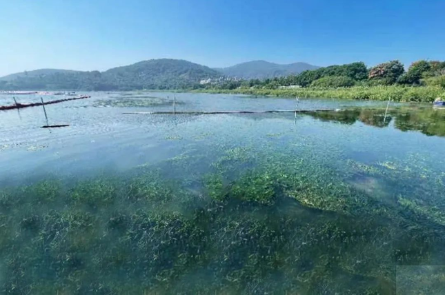 中节能铁汉倾力打造太湖湖湾生态修复示范