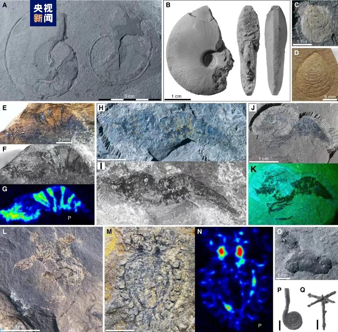 《科学》最新论文：贵阳发现2.5亿年前海洋生态系统